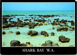 11-11-2023 (1 V 51) Australia (posted With Flower Stamp 1986 ) WA  (UNESC) - Shark Bay - Altri & Non Classificati