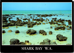 11-11-2023 (1 V 51) Australia (posted With Flower Stamp 1986 ) WA  (UNESC) - Shark Bay - Sonstige & Ohne Zuordnung