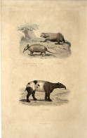 LE TAPIR  LE TATOU A NEUF BANDES  -  GRAVURE SUR ACIER REHAUSSEE A L AQUARELLE  -  PLANCHE   EDITEURS  FURNE PARIS XIX° - Aquarelles