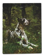 Dog Hond Chien Kalender 1988 Calendrier Htje - Small : 1981-90