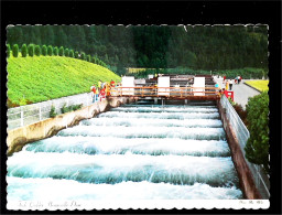 ► Fish Ladder Bonneville Dam   Oregon. Stamped   1960s - Other & Unclassified