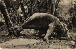 PC CEYLON SRI LANKA STRUGGLING ELEPHANT (a49738) - Sri Lanka (Ceylon)