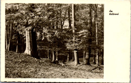 45731 - Bäume - Am Waldesrand , Buche , Buchen - Nicht Gelaufen  - Arbres