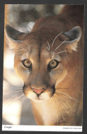 Animaux & Faune > Cougar (Felis Concolor) Puma  - Uncirculated  Non Circulée - By Dick Deutsch - Photo B. Amdeus Rubet - Lions