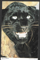 Animaux & Faune > Black Leopard (Pantera Pardus) - Uncirculated  Non Circulée - By Dick Deutsch  Photo B. Amdeus Rubet - Lions