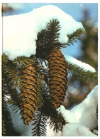 Happy New Year! Christmas Tree Fir Cones Snow 1987 Unused Vintage Postcard. Publ: Eesti Raamat, Tallinn Soviet Estonia - Estonie