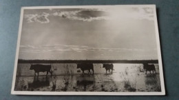 CPSM CAMARGUE TAUREAU TAUREAUX  PHOTO GEORGE ARLES - Taureaux