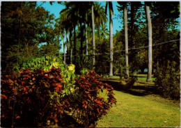 12-11-2023 (2 V 1) Australia (posted No Stamp) Thin Fold - QLD - Rockhampton Botanic Gardens (Royal Palms Trees) - Arbres