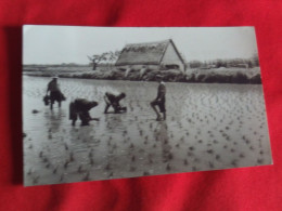 Delcampe - BELLE CARTE  ...."PLANTATION DE RIZ" ... - Valencia