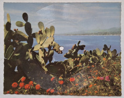 CARTE POSTALE DISQUE - PHONOSCOPE - 45T - ED. BELVEDERE - TIM SPENCER - CIGARETTES, WHISKY ET P'TIT'S PEPEES - CACTUS - Formati Speciali