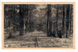 MARTELANGE - Forêt D' Anlier (voie Romaine). - Martelange