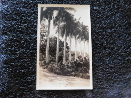 Puerto Rico / Porto Rico, Royal Palms (B20) - Puerto Rico