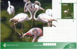 Lote TP31,  Cuba, 2011, Entero Postal, Postal Stationary, Flamenco, Flamingo, Ave, Bird - Maximum Cards