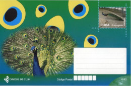 Lote TP25, Cuba, 2013, Entero Postal, Postal Stationary, Pavo Real, Fauna Post Card - Cartes-maximum