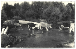 HERY - La Rivière, Le Serein Avec Troupeau Et Gardien, Vaches - Hery