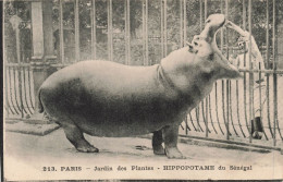 FRANCE - Paris - Jardin Des Plantes - Hippotame Du Sénégal - Carte Postale Ancienne - Parken, Tuinen