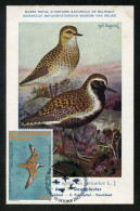 GREENLAND (2023) Carte Maximum Card - UN World Migratory Bird Day Golden Plover Pluvialis Apricaria Pluvier Doré Bird - Cartas Máxima