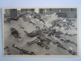 Bruxelles Musée D'historie Naturelle 12 Quelques Squelettes D'Iguanodons De Bernissart En Position De Gisement Dino Nels - Museos