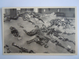 Bruxelles Musée D'historie Naturelle 12 Quelques Squelettes D'Iguanodons De Bernissart En Position De Gisement Dino Nels - Museen
