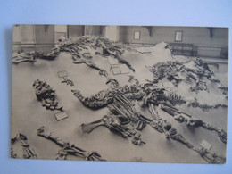 Bruxelles Musée D'historie Naturelle 12 Quelques Squelettes D'Iguanodons De Bernissart En Position De Gisement Dino Nels - Musei