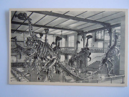Bruxelles Musée D'historie Naturelle 14 Vue Générale Du Groupe Des Iguanodons De Bernissart Squelettes Dino Nels - Museums