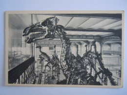 Bruxelles Musée D'historie Naturelle 17 Squelette Tête De L'un Des Iguanodons De Bernissart Reptile Dino Nels - Museos