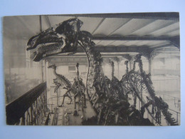Bruxelles Musée D'historie Naturelle 17 Squelette Tête De L'un Des Iguanodons De Bernissart Reptile Dino Nels - Musées