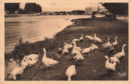 FRANCE - Dax - Bords De L'Adour Et Ses Oies - Carte Postale Ancienne - Autres & Non Classés