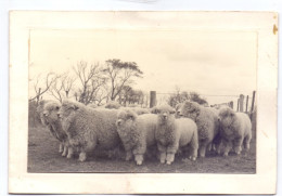 PC - Foto Photo - Alpaca's - Argentina Buenos Aires 1972 - América