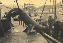 Port Vendres * Capture D'un Requin Pelerin De 2.5 Tonnes Et 7 Mètres De Long * Pêche Pêcheurs - Port Vendres