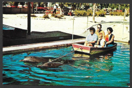 Marsoins  Porpoises - Theater Of The Sea, Florida Keys Sailling Along Under Porpoises Power - Uncirculated  Non Circulée - Dolphins