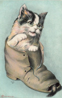 Chats * Cpa Illustrateur EK * Chat Humanisé à Lunettes Dans Une Chaussure * Cat Katze - Katzen