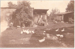 RIBNITZ Bauernhof Idylle Hühner Enten Schleifstein Original Private Braune Fotkarte Ungelaufen - Ribnitz-Damgarten