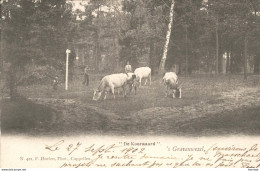 'S-GRAVENWEZEL SCHILDE 1904 DE KOORNAARD - WEIDE MET VEE KOEIEN - HOELEN KAPELLEN 421 - Schilde