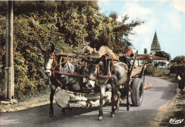 Landes * Paysage Landais * Attelage De Mules * Bois Scierie - Saint Sever