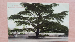 Nîmes La Fontaine Et Le Gros Cèdre - Trees