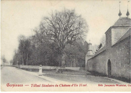 GERPINNES. TILLEUL SECULAIRE DU CHATEAU D'EN HAUT.  ANIMATION. - Gerpinnes