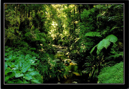 14-11-2023 (2 V 13) Australia (posted 1996) NSW - Brindle Creek Border Range National Park - Autres & Non Classés