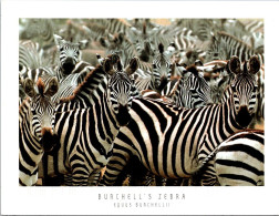 14-11-2023 (2 V 13) Africa (posted 2002 Within Australia With Bird Stamp) ZEBRA - Cebras