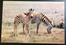 FAUNE AFRICAINE - Zebres - Zebre