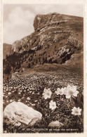 SUISSE - Le Chasseron - Le Chasseron Au Temps Des Anémones - Pré - Fleurs - Carte Postale Ancienne - Other & Unclassified