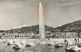 SUISSE - Genève - Le Jet D'eau Et Le Mont Blanc - Cygnes - Edit Jaeger Genève - Carte Postale Ancienne - Genève