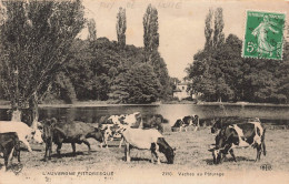 FRANCE - L'Auvergne Pittoresque - Vaches Au Pâturage - Ferme - Etang - Carte Postale Ancienne - Auvergne
