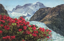 SUISSE - Bern - Rostblättrige Alpenrose - Rhododendron Ferrugineum - Colorisé - Carte Postale Ancienne - Berne