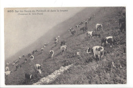 31792 - Sur Les Flancs Du Moléson Et Dans La Brume Troupeau Du Gros Plané - Bulle