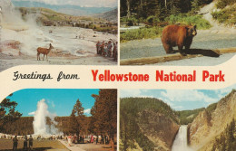 Greetings From Yellowstone National Park, Wyoming - Yellowstone