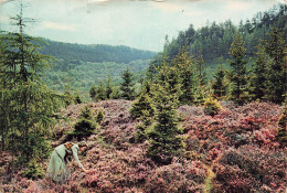 ROYAUME UNI - Heather In Scotland - Moutain Slopes Of The Highlands - Woman - Carte Postale Ancienne - Sonstige & Ohne Zuordnung