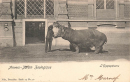 BELGIQUE - Anvers - Jardin Zoologique - L'hippopotame Ouvrant Grand Sa Bouche -  Carte Postale Ancienne - Antwerpen