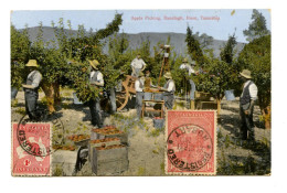 TASMANIA - Apple Piking, Ranelagh, Huon (2 Scans) - Hobart