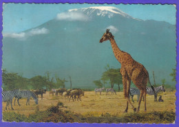 Carte Postale Animaux  Girafes Au Kilimanjaro  Très Beau Plan - Giraffe